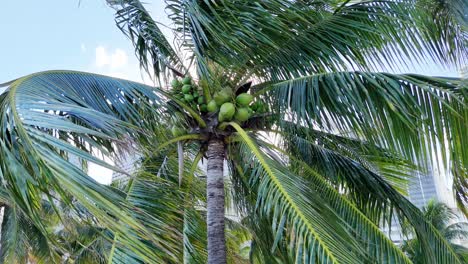 green coconut palm tree full of green coconuts on a sunny day tropical trees green coconut palm tree full of green coconuts on a sunny day tropical trees