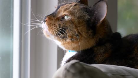 un hermoso gato calico llamado zelda se sienta en un sofá donde normalmente observa pájaros pero está viendo una tormenta de viento afuera