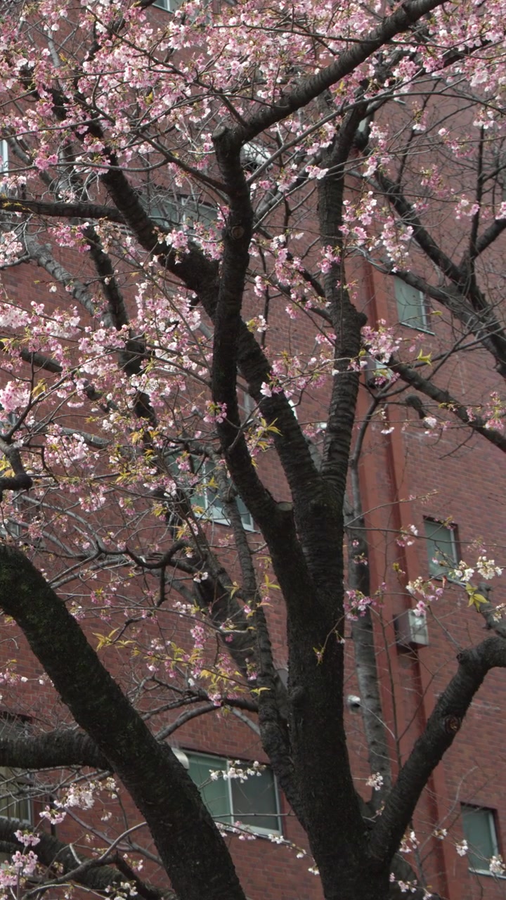 Fiori di sakura rosa sbocciano su rami scuri davanti a un condominio di mattoni rossi a Tokyo