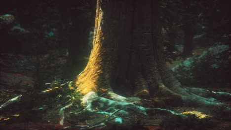 old trees with lichen and moss in green forest