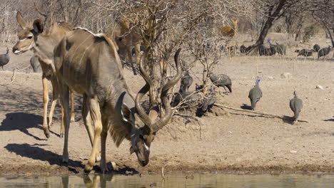 a kudu bull with spiral horns turns his head and reaches down to drink some water in slow motion