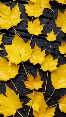 yellow maple leaves on a wet wooden surface