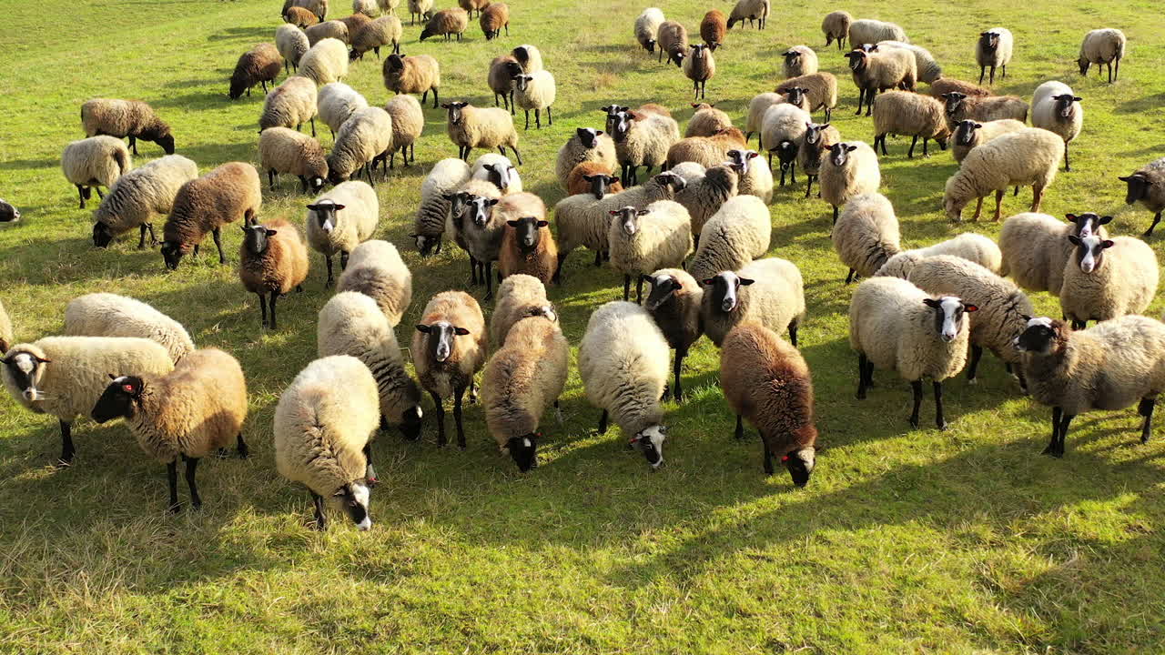 Herd of beautiful sheep outdoors. Group of fluffy animals grazing on field in bright sunny day. Farm animals on a meadow.