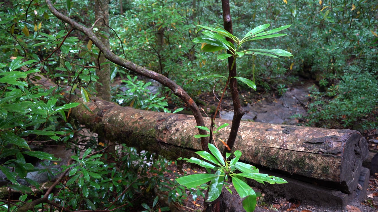 Rekaman 4K Anak Sungai Mengalir di Bawah Batang Kayu pada Hari Hujan