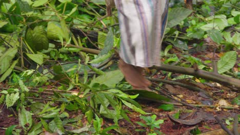 Barefoot-individual-walking-through-lush-Oxapampa-forest-in-Peru,-daylight