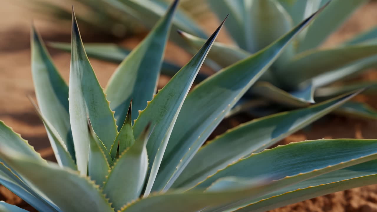Sivri uçlu agave bitkisi yapraklarının yakın çekimi