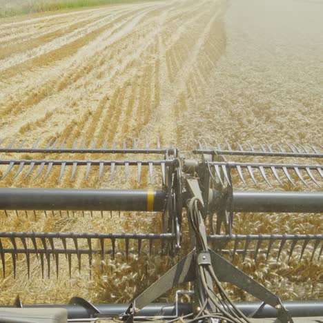 Process of gathering ripe crop