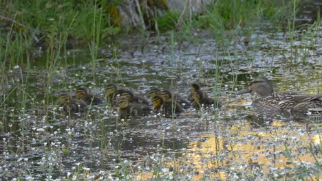 Flock-of-baby-ducks-feeding-in-the-water-while-their-mother-protects-them