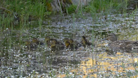 flock of baby ducks feeding in the water while their mother protects them