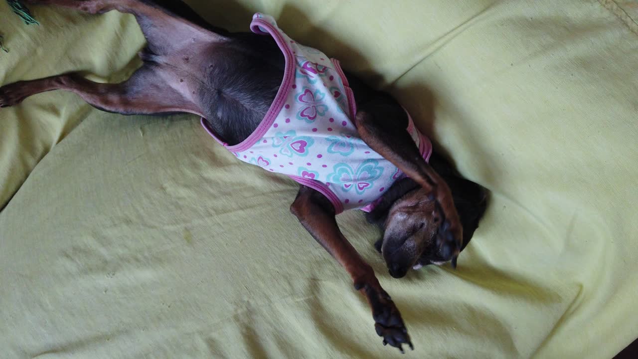 Mini pinscher aged miniature dog with sweater plays joyful in a hippie yellow sofa, welcoming owner, close up view