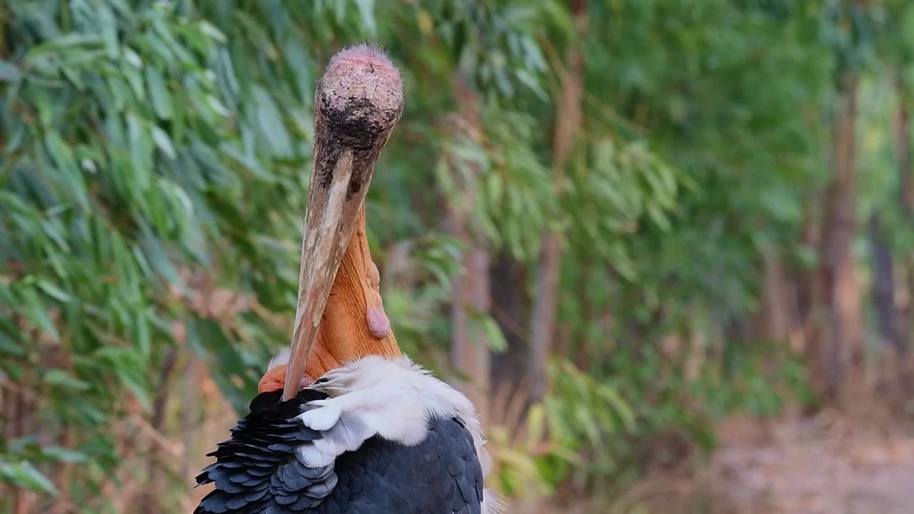 ayudante mayor, leptoptilos dubius, buriram, tailandia