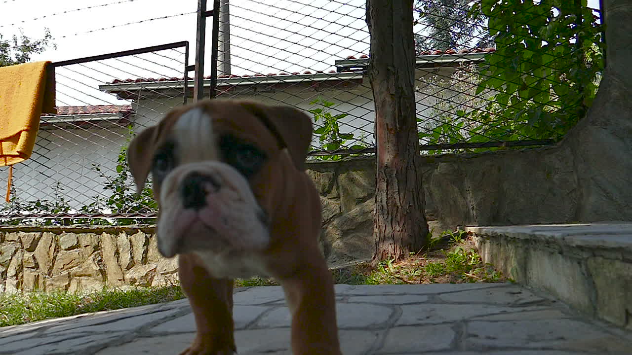 Young brown bulldog looking around on brick road