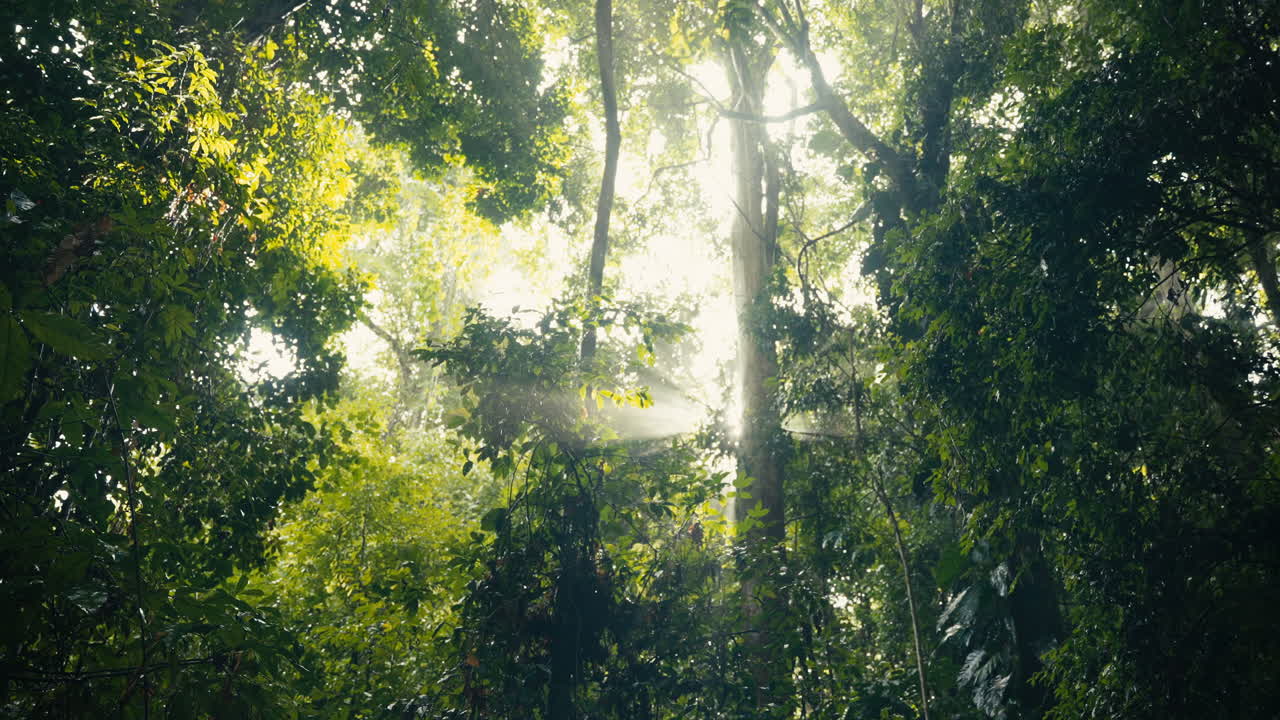 빛이 나무를 통해 흐르는 울창한 녹색 숲