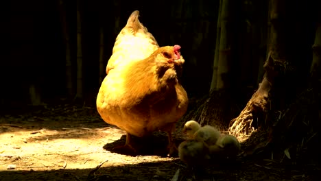 gallina libre con poco pollo comiendo en la granja