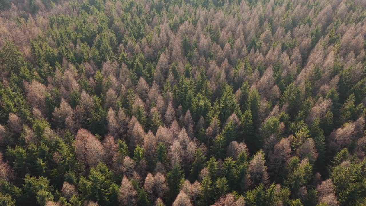 Una foresta primaverile mista di conifere composta da alberi verdi e avvizziti color ruggine. Una vista aerea in una giornata di sole.