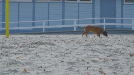 Un-Perro-Camina-Solo-En-Una-Playa-De-Arena-En-Un-Día-Ventoso