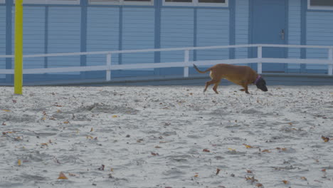 un perro camina solo en una playa de arena en un día ventoso