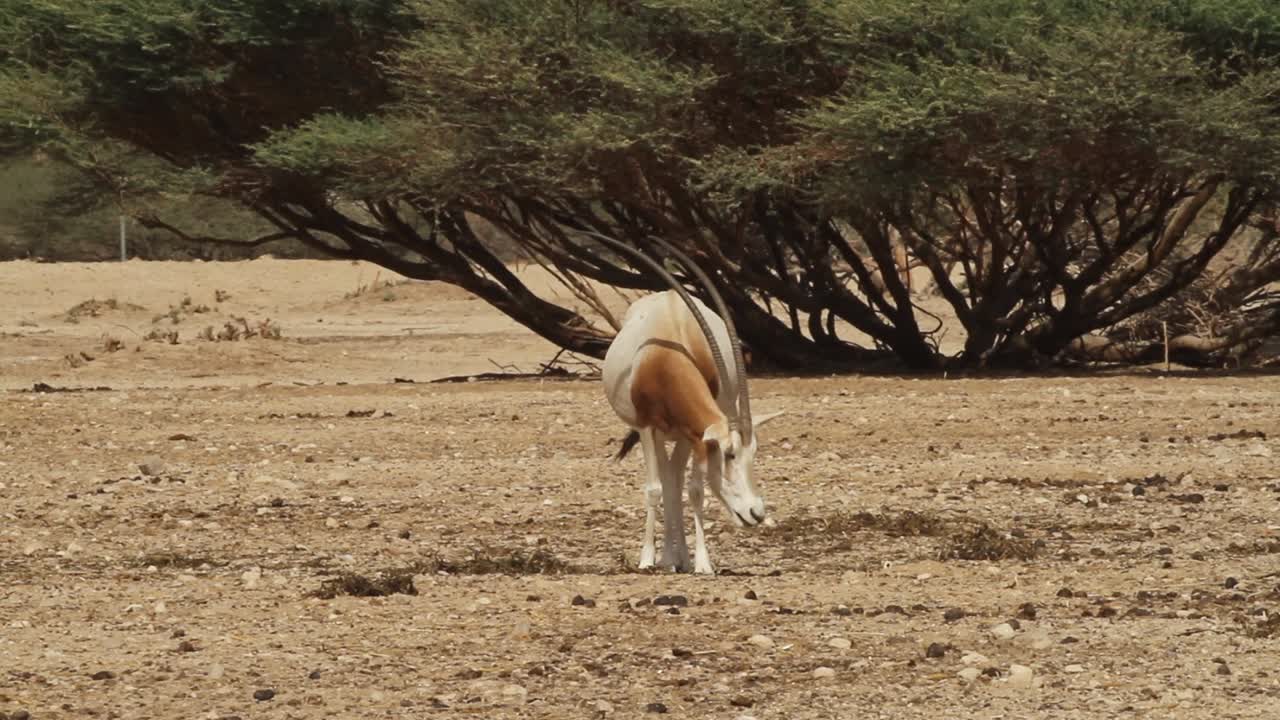 Scimitar Oryx grazing in captive-breeding program in Israel.
