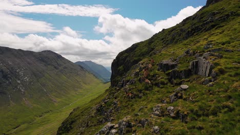 aerial shot revealing herd of red deer walking along beautiful valley in the scottish highlands