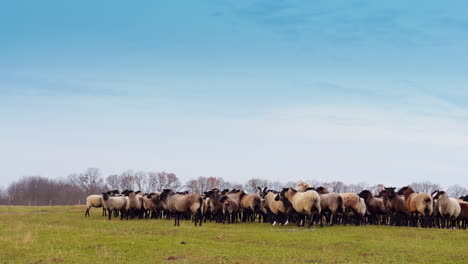 herd of domestic animals standing in the field. bare trees in the forest at backdrop. autumn countryside.