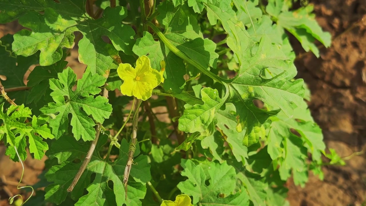 Vista ravvicinata di una pianta di melone amaro che mostra fiori gialli freschi e un fogliame verde lussureggiante, che cresce su un traliccio in un orto coltivato, in pieno giorno.