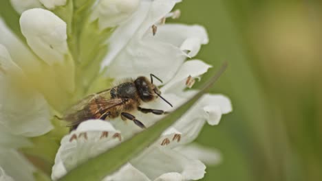 Primer-Plano-De-Una-Abeja-Melífera-Descansando-Sobre-Una-Flor-Blanca.