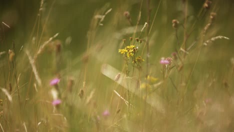 Hermosa-Toma-Estática-De-Enfoque-Ajustado-De-Flores-Silvestres-Rodeadas-De-Pastos-Largos-Que-Soplan-Suavemente-En-El-Viento-Con-Una-Suave-Luz-Dorada-Y-Un-Fondo-Oscuro