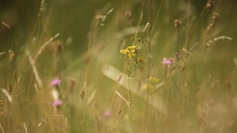 hermoso enfoque estático de flores silvestres rodeadas de pastos largos que soplan suavemente en el viento con una suave luz dorada y un fondo oscuro