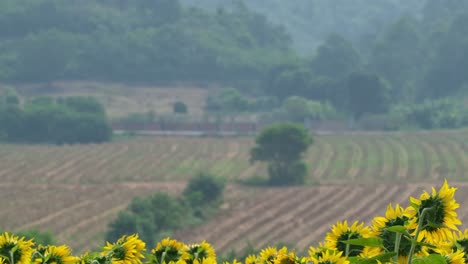 La-Cámara-Se-Aleja-Deslizándose-Hacia-La-Derecha-Y-Revela-Esta-Tierra-De-Cultivo-Y-Campo-De-Girasoles,-Paisaje,-Tailandia