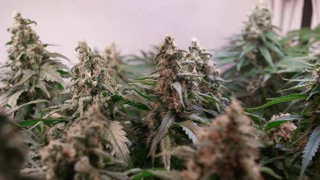 toma de plantas de cannabis que crecen en una carpa de cultivo durante la etapa de floración