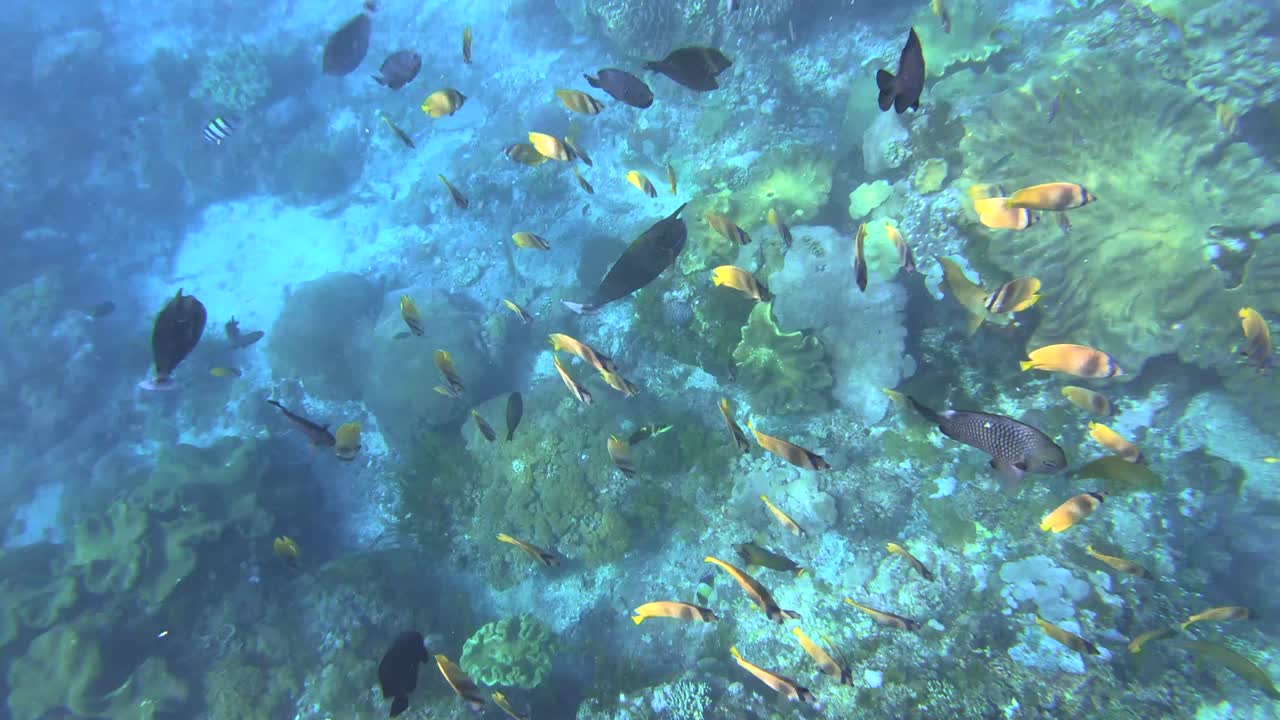 Scuba diver swimming among fishes in blue water near Nusa Penida, Bali, Indonesia, POV
