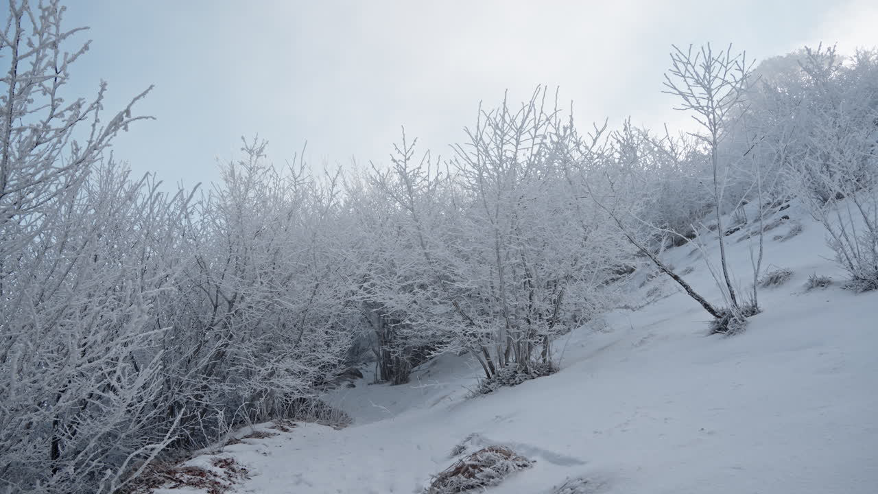 Snow-covered trees on a winter hillside with clear sky in the background