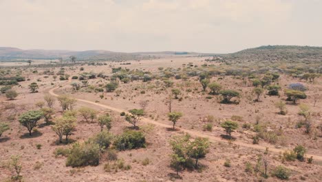 dry african savannah with trees and dirt road, zooming drone shot