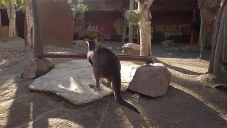 black kangaroo footage from the back looking left and right then hopped away