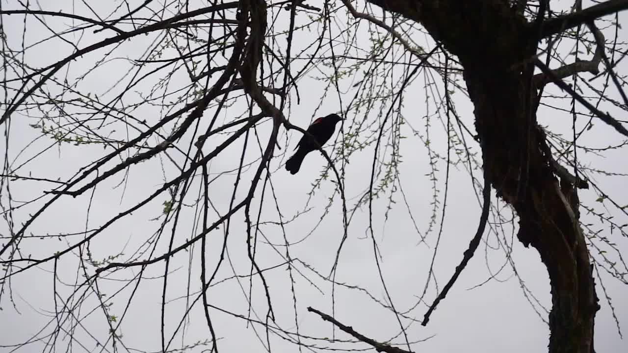 Red-winged Blackbird perched on a tree branch