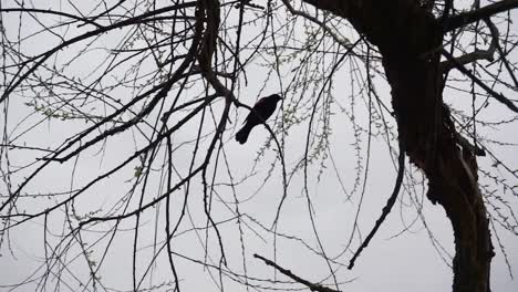 red-winged blackbird perched on a tree branch