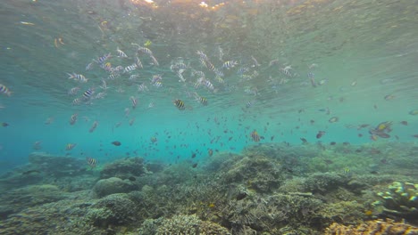 Ein-Geschäftiges-Korallenriff-Wimmelt-Von-Einer-Vielzahl-Von-Sergeant-Major-Fischen,-Die-In-Harmonie-Schwimmen,-Während-Die-Kamera-Zur-Oberfläche-Gleitet