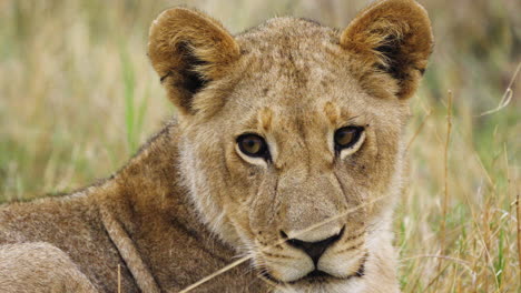 una leona tranquila girando la cabeza en la reserva de caza de moremi, botswana - de cerca