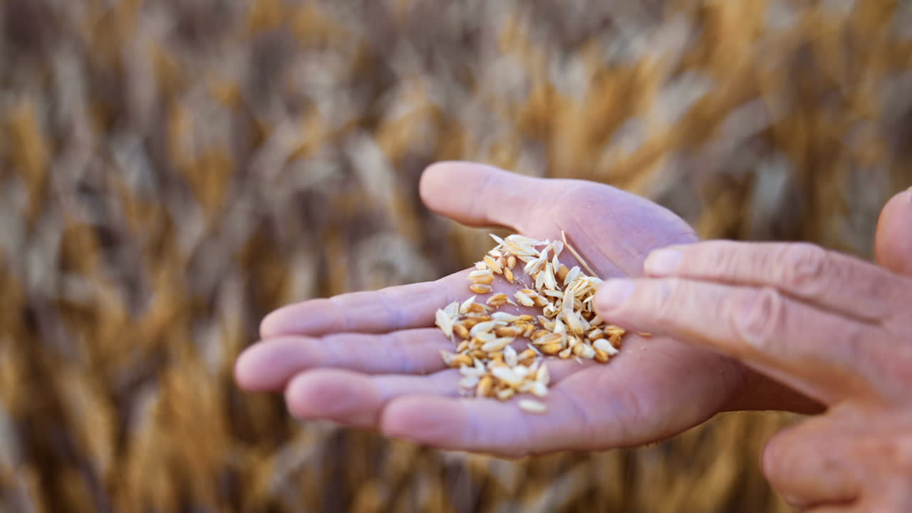 Grains of ripe dry wheat on the palm of an old man. Farmer examining the ripeness of corn before harvesting. Close up.