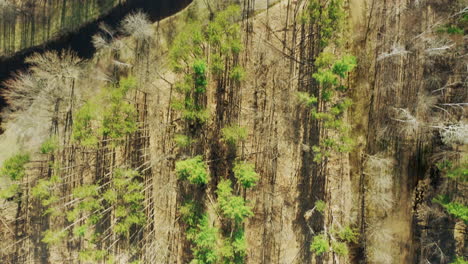 largas sombras delgadas de los árboles en el bosque