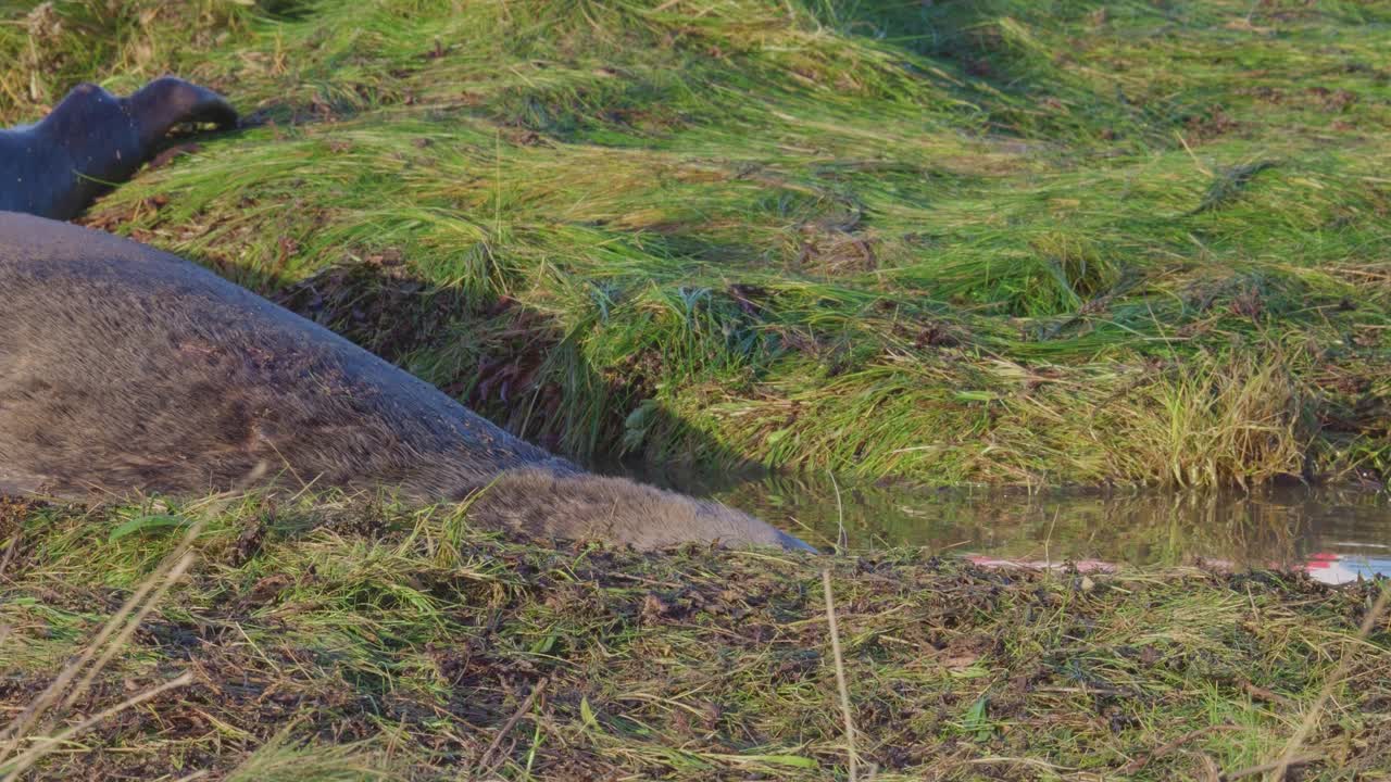 대서양 회색 해파리 번식 시즌은 사랑스러운 신생 새끼들을 드러 ⁇ 니다. 엄마들은 따뜻한 11월  ⁇ 빛에서 그들을 부드럽게 돌보고 있습니다.