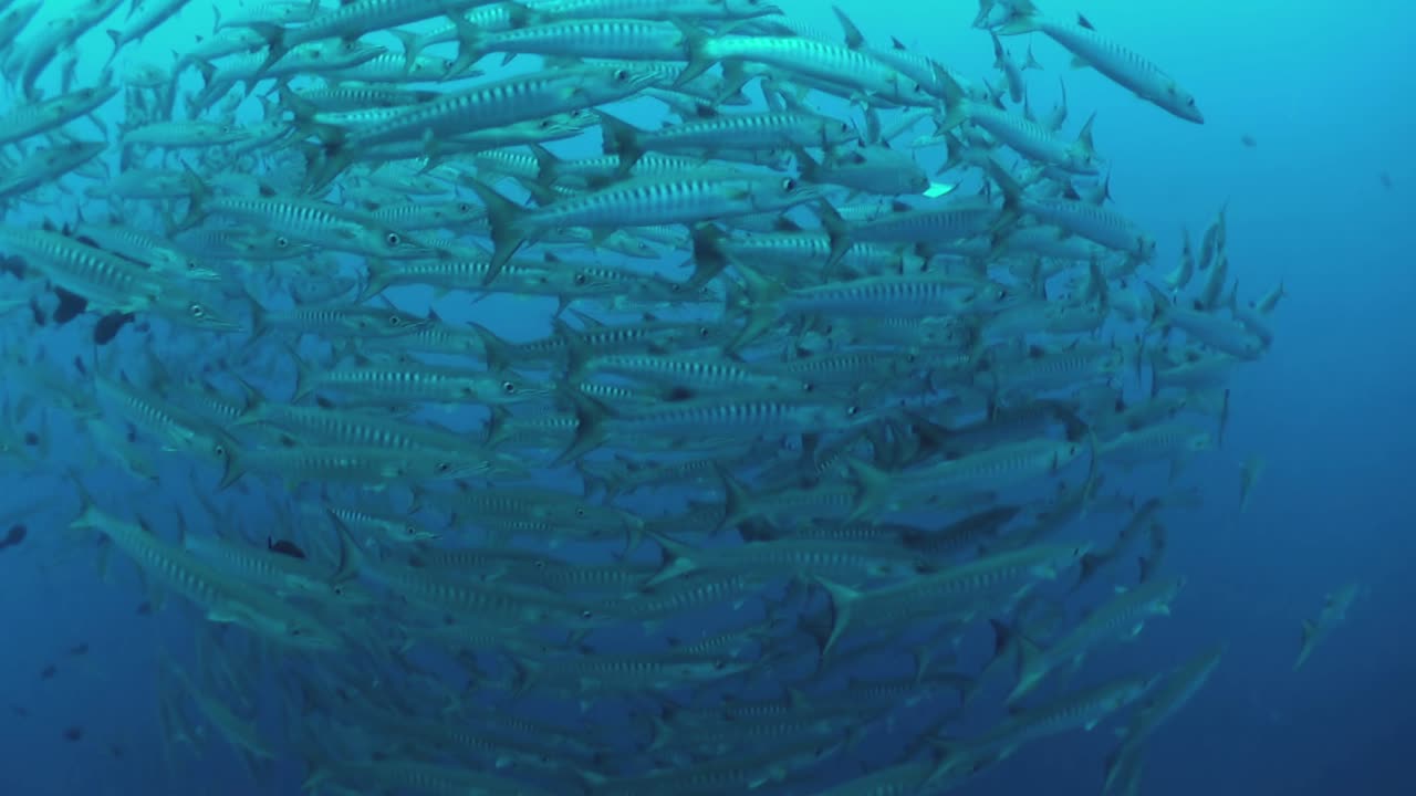 school of blackfin barracuda forming a huge ball, circle left to right in blue water, wide angle shot