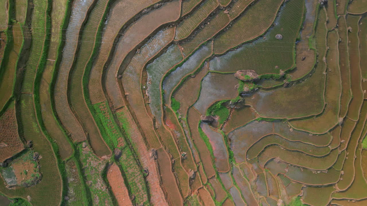 Top View Of Terraced Rice Fields In Pu Luong Nature Reserve, Northern Vietnam. Aerial Shot
