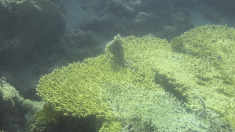 Coral-Esponja-Callyspongia-O-Tubo-esponja-Colonial-En-El-Arrecife-Del-Mar-Rojo,-Callyspongia-Es-Un-Género-De-Demosponges-En-La-Familia-Callyspongiidae