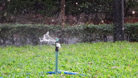 sprinkler rotates, spraying water across garden