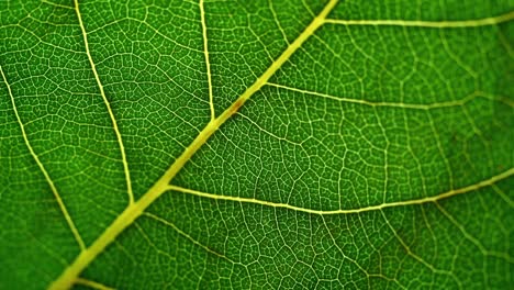 detalle macro de una hoja