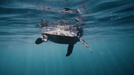 Grúas-Tortuga-Cuello-Fuera-Del-Agua-Mientras-La-Luz-Brilla-En-La-Espalda-Bajo-El-Agua-En-Cámara-Lenta