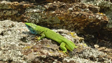 the tailless survivor: a lizard's tale