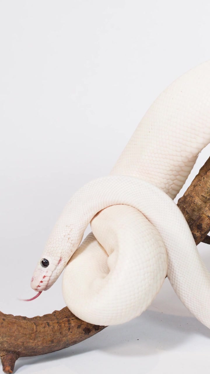 Un serpente albino si avvolge e striscia lentamente attorno a un ramo di legno texturizzato su sfondo bianco.