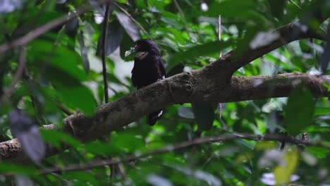 Er-Schaut-Nach-Rechts-Und-Dreht-Plötzlich-Seinen-Kopf-Nach-Links,-Während-Er-Ein-Blatt-Im-Maul-Hat,-Das-Er-Seinem-Partner,-Dem-Dusky-Broadbill-Corydon-Sumatranus,-Thailand,-Schenkt